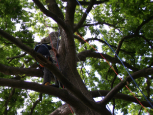 Arboriculture & Forestry